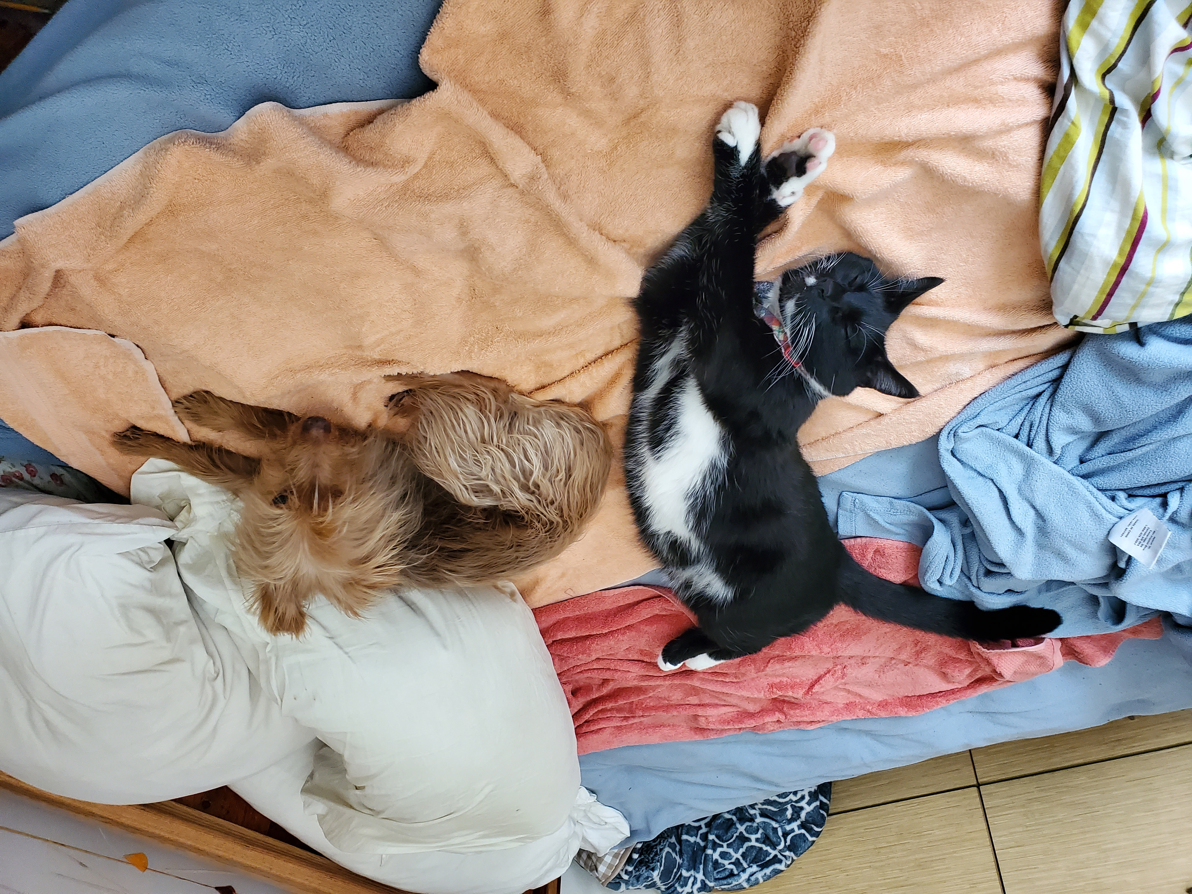 Ollie y Botas resting